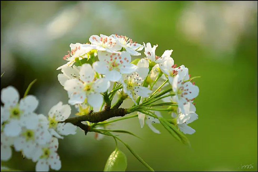 【春天，广西桂林灌阳县向您发出邀请！】我们在灌阳看梨花 - 游山玩水 - 茂名生活社区 - 茂名28生活网 mm.28life.com