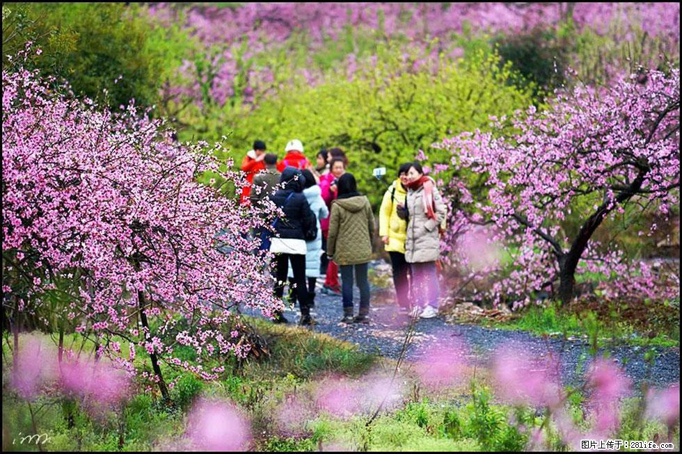 【春天，广西桂林灌阳县向您发出邀请！】官庄村有个醉美的桃花园 - 游山玩水 - 茂名生活社区 - 茂名28生活网 mm.28life.com