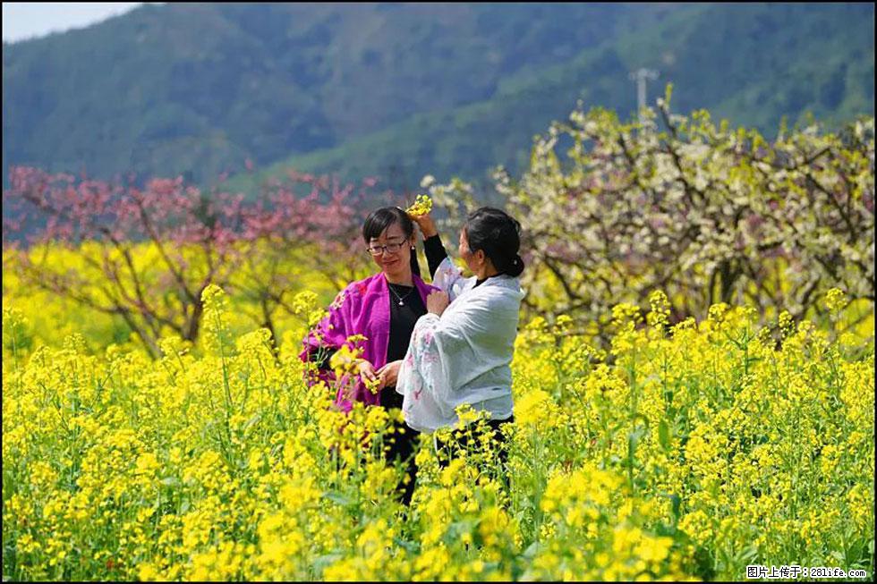 【春天，广西桂林灌阳县向您发出邀请！】长坪村油菜盛情花开 - 游山玩水 - 茂名生活社区 - 茂名28生活网 mm.28life.com