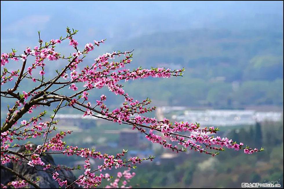 【春天，广西桂林灌阳县向您发出邀请！】望月岭上桃花开 - 游山玩水 - 茂名生活社区 - 茂名28生活网 mm.28life.com