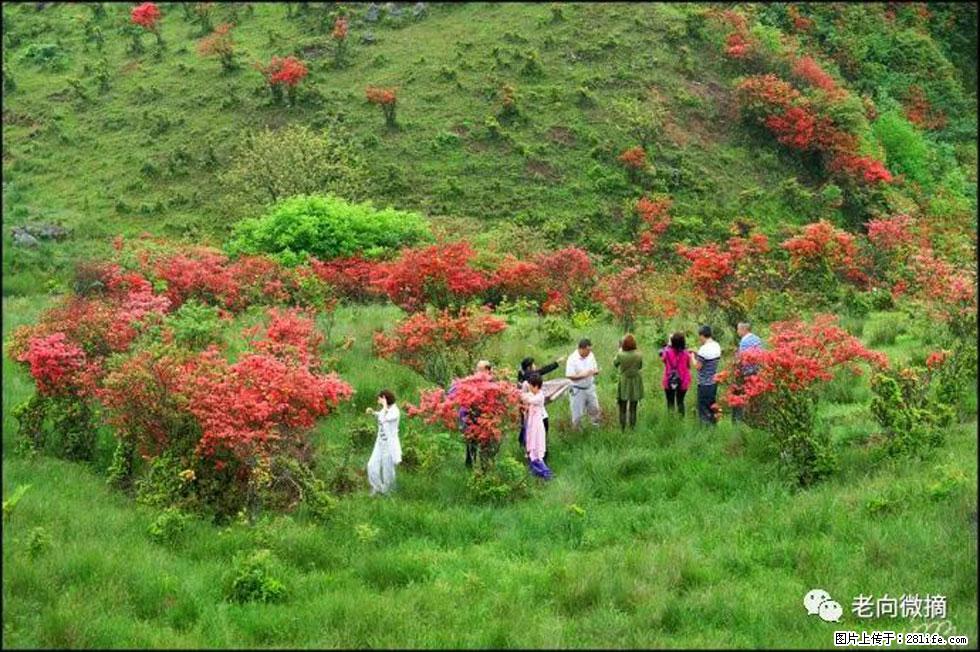 【春天，广西桂林灌阳县向您发出邀请！】宝盖山上映山红 - 游山玩水 - 茂名生活社区 - 茂名28生活网 mm.28life.com