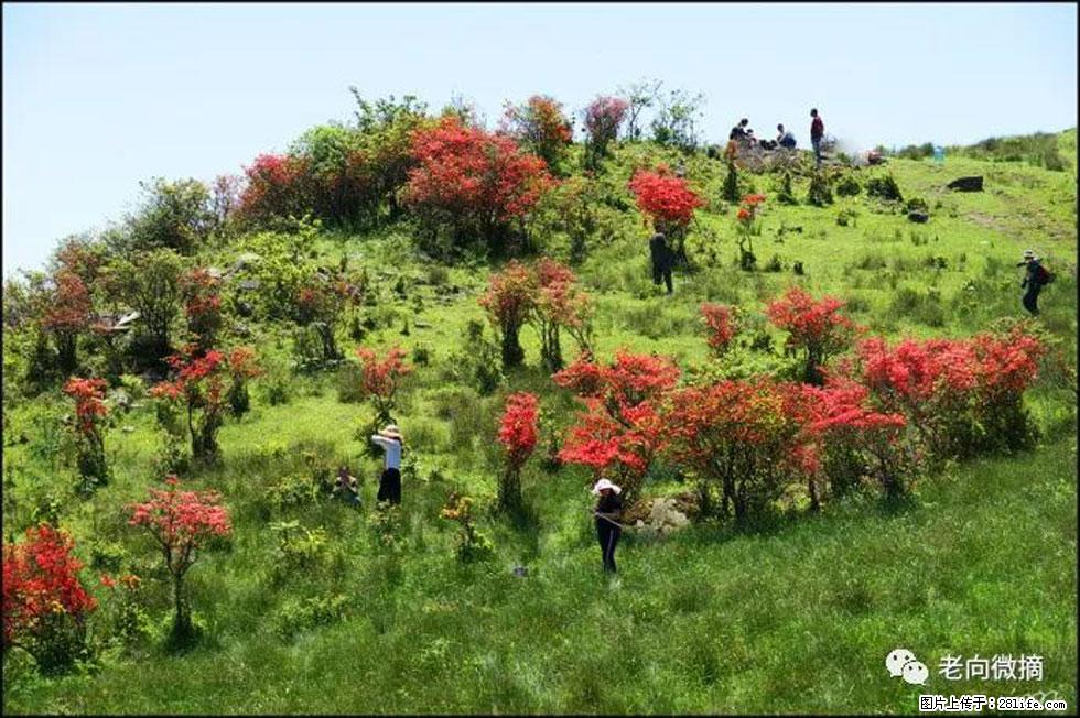 【春天，广西桂林灌阳县向您发出邀请！】宝盖山上映山红 - 游山玩水 - 茂名生活社区 - 茂名28生活网 mm.28life.com