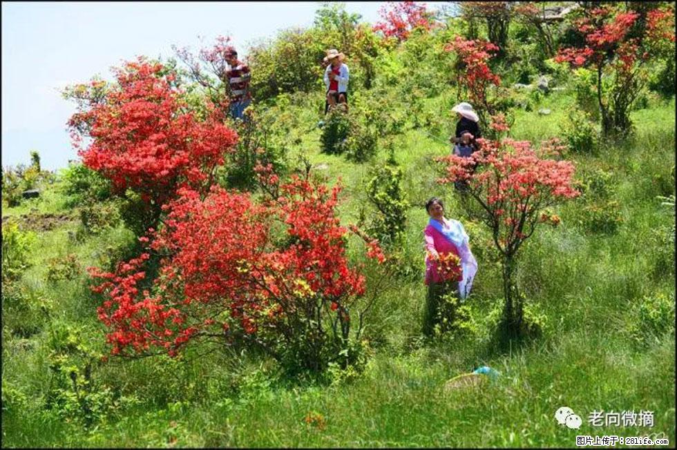 【春天，广西桂林灌阳县向您发出邀请！】宝盖山上映山红 - 游山玩水 - 茂名生活社区 - 茂名28生活网 mm.28life.com