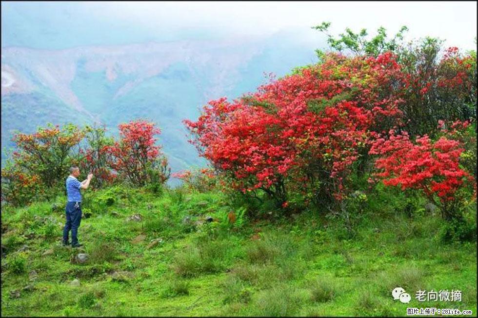 【春天，广西桂林灌阳县向您发出邀请！】宝盖山上映山红 - 游山玩水 - 茂名生活社区 - 茂名28生活网 mm.28life.com