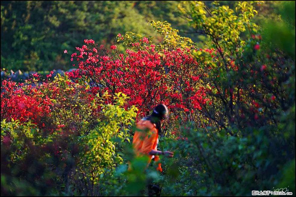 【春天，广西桂林灌阳县向您发出邀请！】春木界上映山红 - 游山玩水 - 茂名生活社区 - 茂名28生活网 mm.28life.com