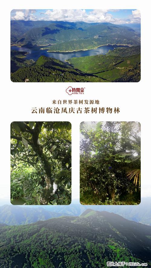 时间果百年古树2025年春红茶 - 购物交流 - 茂名生活社区 - 茂名28生活网 mm.28life.com
