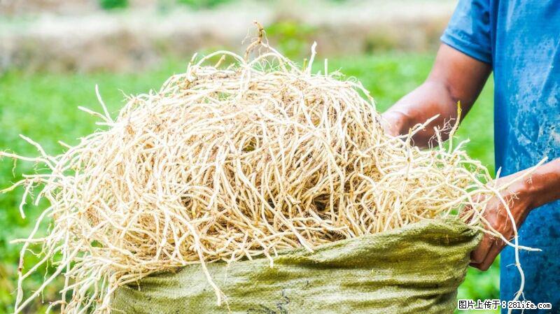 堪称“最难吃”的蔬菜,却是 “抗辐射神器”,还能护肺、清热、止咳化痰! - 茂名生活资讯 - 茂名28生活网 mm.28life.com